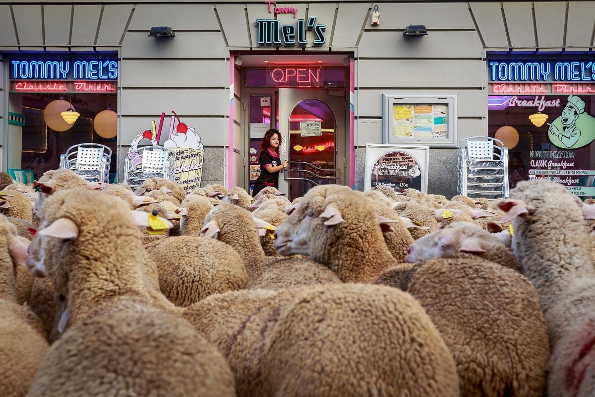 Svake godine rijeka ovaca prolazi kroz Madrid
