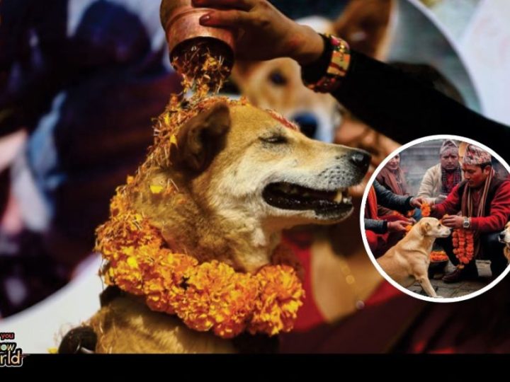 Kada psi postanu zvijezde: Nepalski festival Kukur Tihar u čast čovjekova najboljeg prijatelja