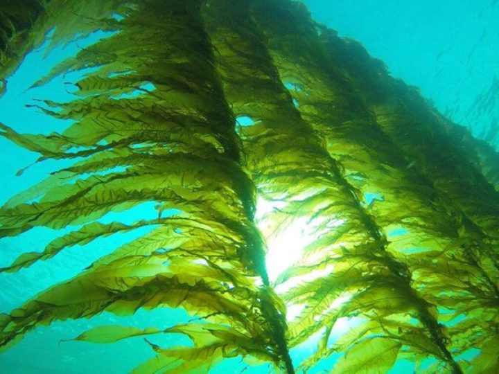 Norveške “morske šume” koje zaključavaju CO₂