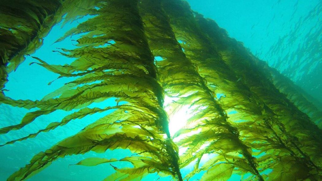 Norveške “morske šume” koje zaključavaju CO₂