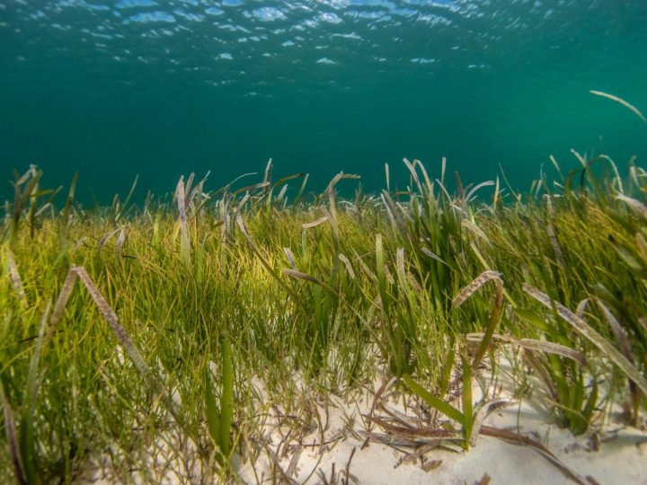 Kako morska trava čuva obalu i uklanja ugljik brže od prašuma