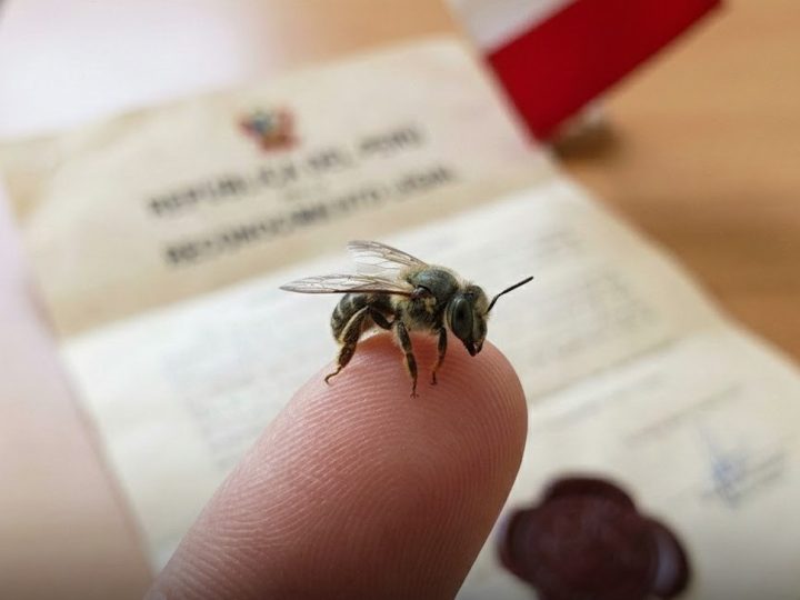 Peru stvara globalni presedan u zaštiti najvažnijih čuvara Amazone