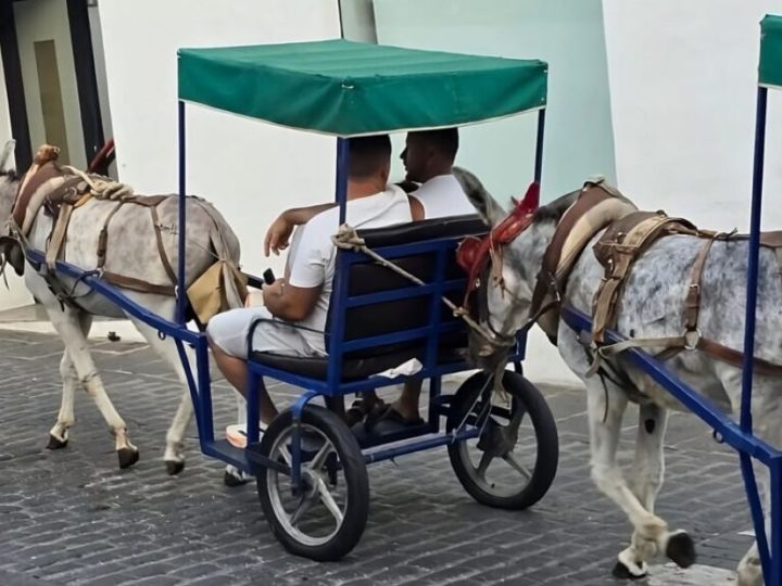 Borba za magarce koji vuku taksije se nastavlja