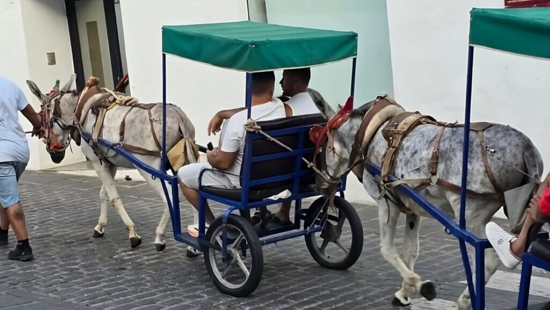 Borba za magarce koji vuku taksije se nastavlja