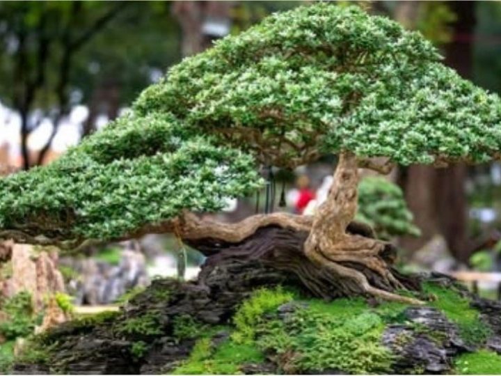 Ukradeno 400-godišnje bonsai drvce: Japanski majstor molio lopove da ga zaliju i spase od smrti