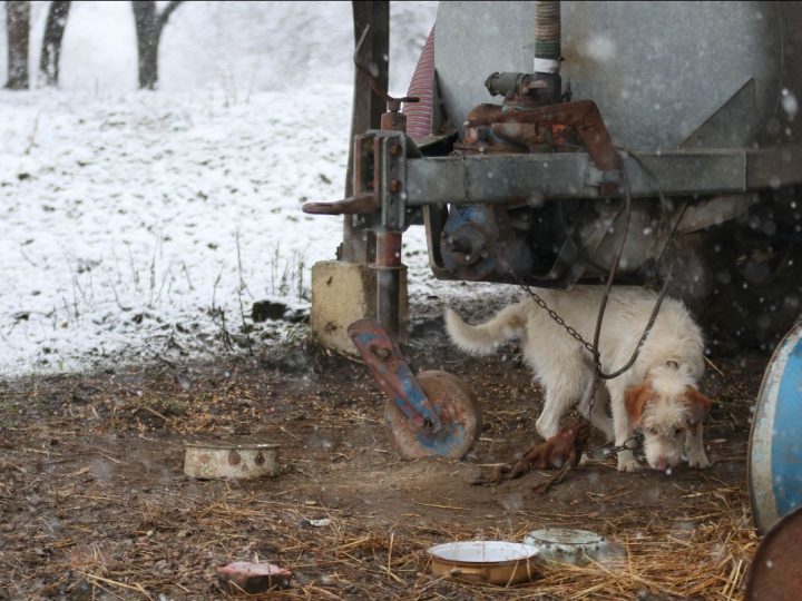 Ne dopustite da se životinje smrznu vani dok vi spavate u toplom!