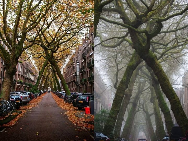 Tunel od drveća u srcu Amsterdama