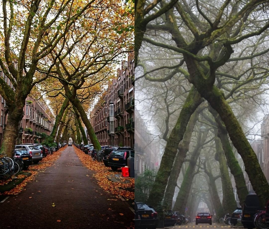 Tunel od drveća u srcu Amsterdama