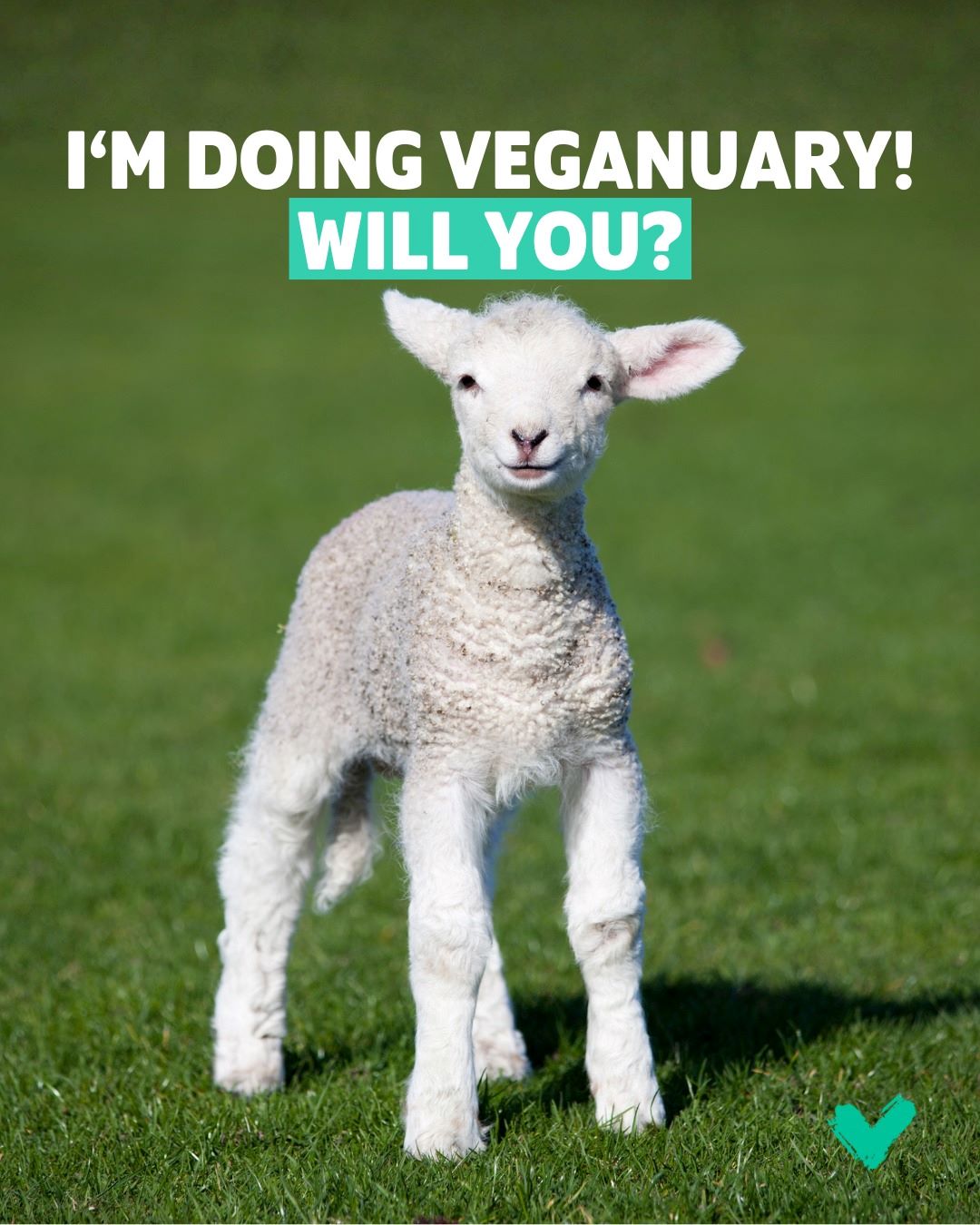10 razloga zašto Veganuary