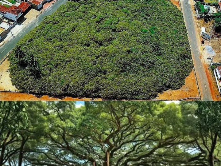Izgleda kao šuma, a zapravo gledate jedno jedino stablo!