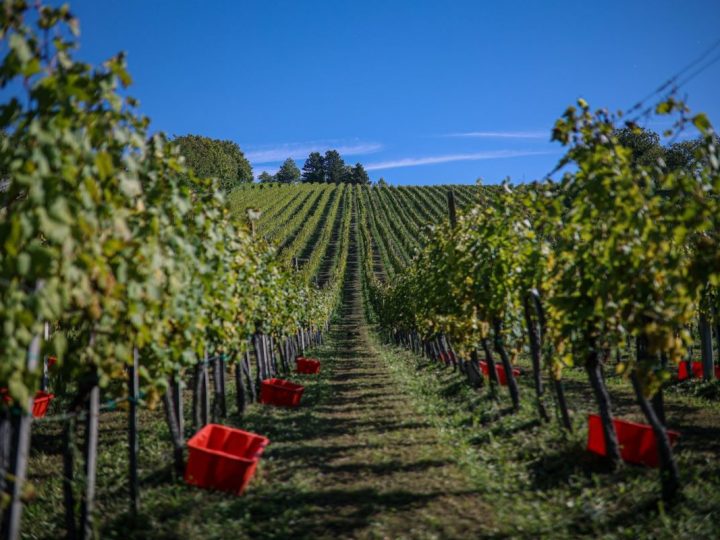 Grad Jastrebarsko i vinari spasili plešivički brend