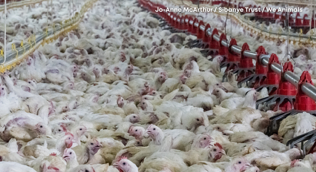 PROSVJED: Europa steže pravila, a Hrvatskoj se gura industrijski horor