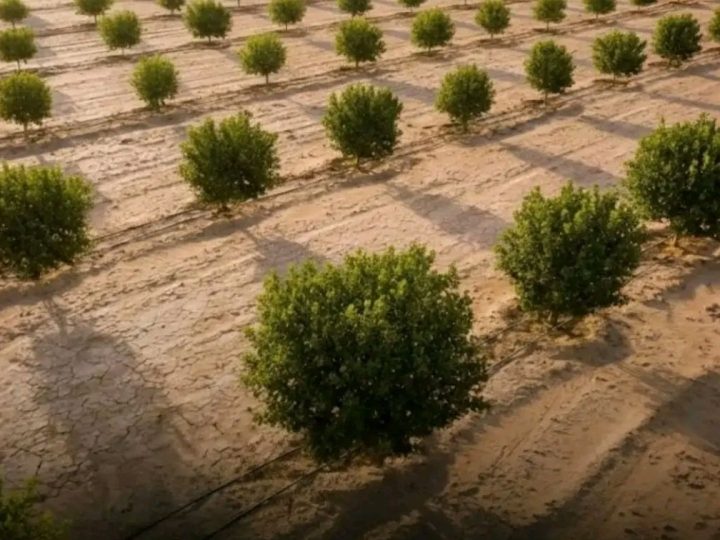 Jedan od najvećih ekoloških projekata ikad