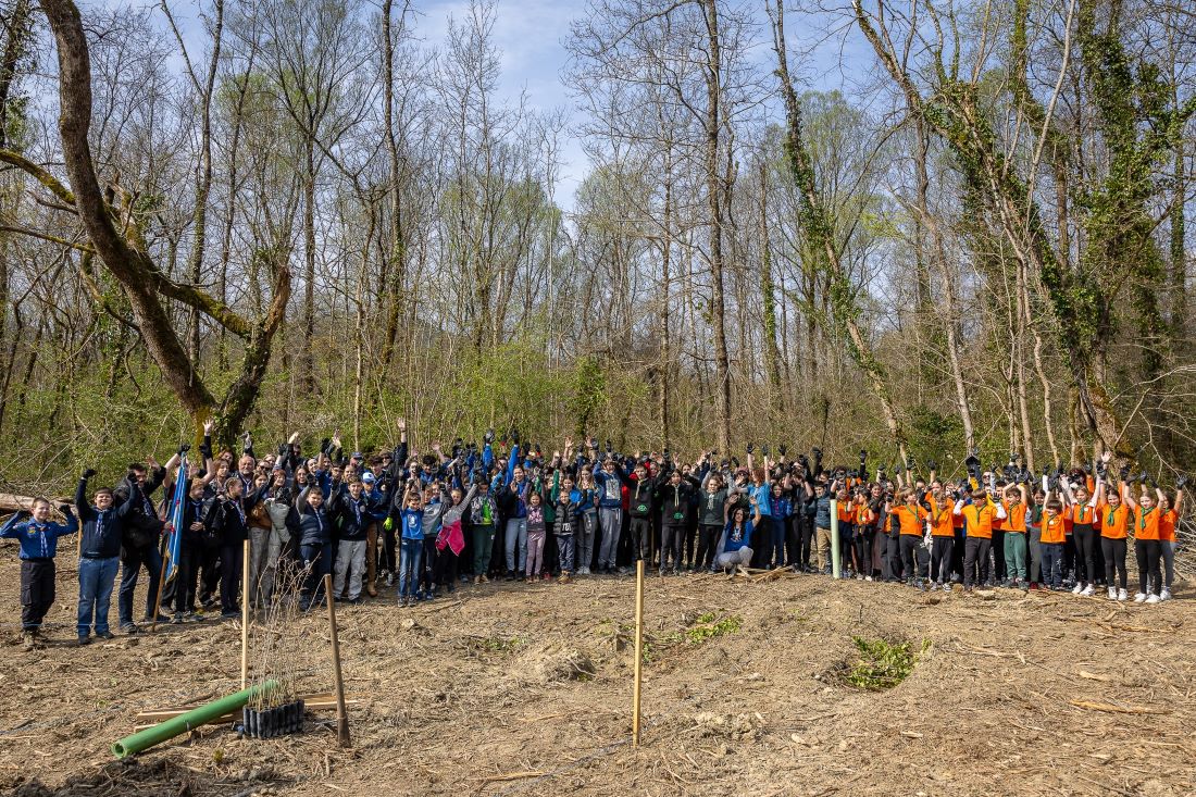 Pošumljavanje kao odgovor na klimatske izazove: primjer Motovunske šume