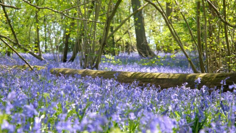 Britanske šume pune zvončića prizor su koji osvaja srca