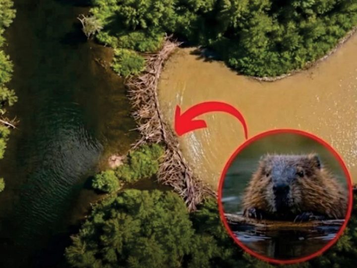 Dabrovi su u dva dana napravili ono što birokracija u Češkoj nije godinama