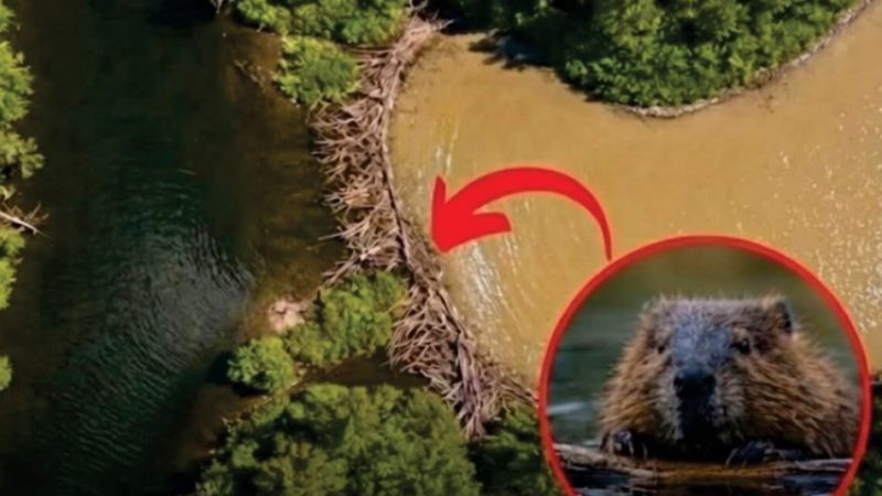 Dabrovi su u dva dana napravili ono što birokracija u Češkoj nije godinama