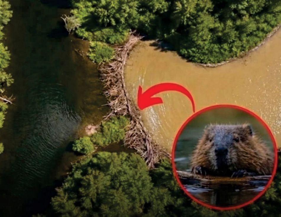 Dabrovi su u dva dana napravili ono što birokracija u Češkoj nije godinama