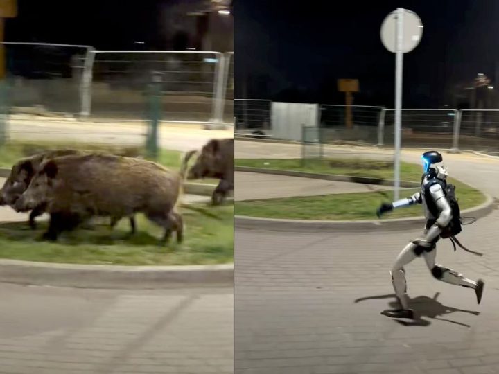 Mogu li roboti riješiti rastući problem divljih svinja u Europi? Varšavski eksperiment postao je viralan