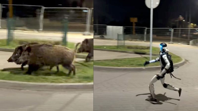 Mogu li roboti riješiti rastući problem divljih svinja u Europi? Varšavski eksperiment postao je viralan