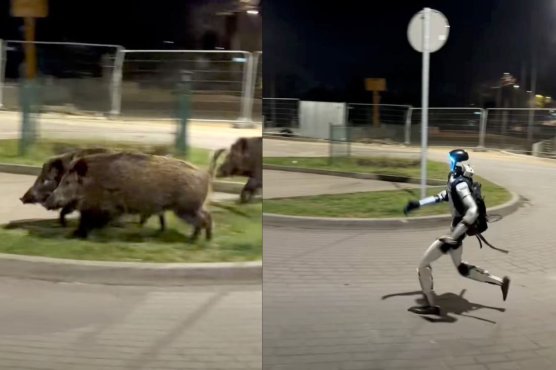 Mogu li roboti riješiti rastući problem divljih svinja u Europi? Varšavski eksperiment postao je viralan