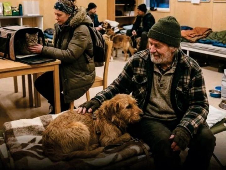 U Kanadi ljudi u nevolji u neka skloništa mogu dovoditi i kućne ljubimce