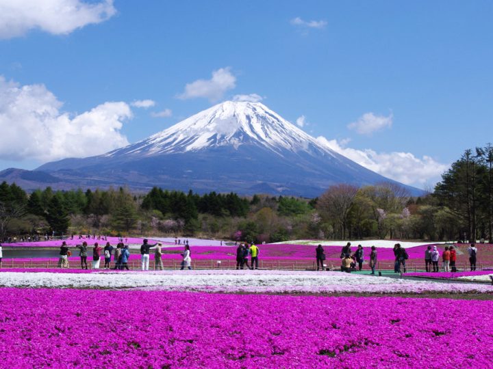 Ružičasti spektakl pod Fujijem: festival koji pokazuje ljepšu, tišu stranu japanskog proljeća