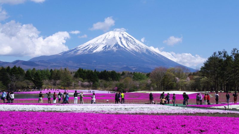 Ružičasti spektakl pod Fujijem: festival koji pokazuje ljepšu, tišu stranu japanskog proljeća