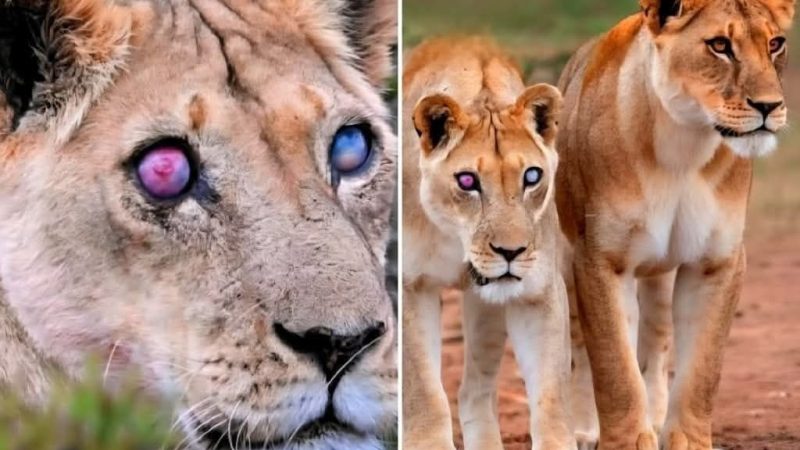 Slijepa lavica doživjela je starost zaštićena od strane svojih kćeri
