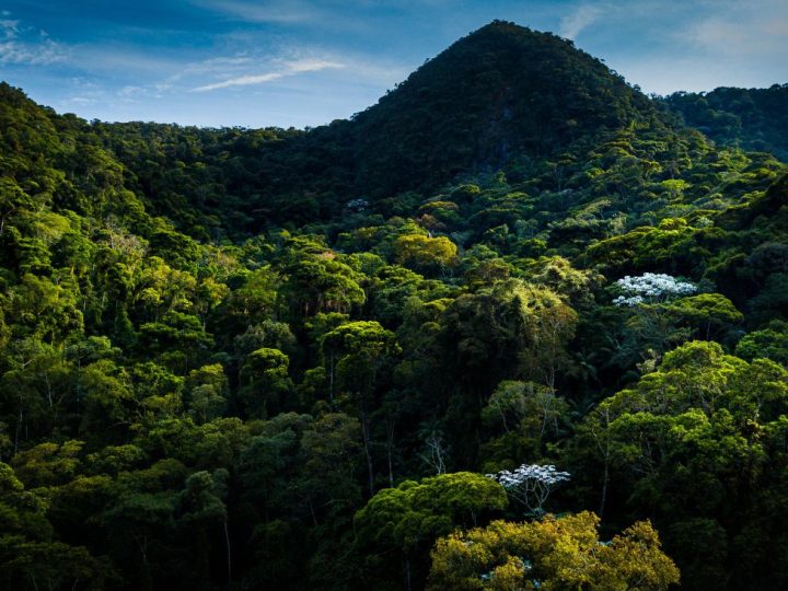 Brazilska Atlantska šuma zabilježila najmanju sječu u četiri desetljeća