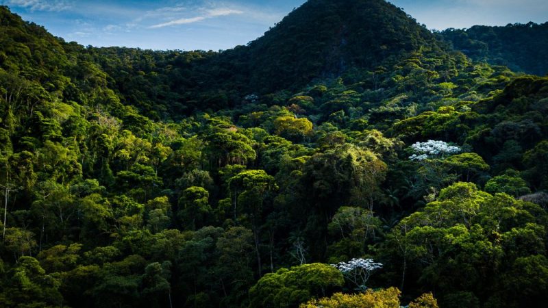 Brazilska Atlantska šuma zabilježila najmanju sječu u četiri desetljeća