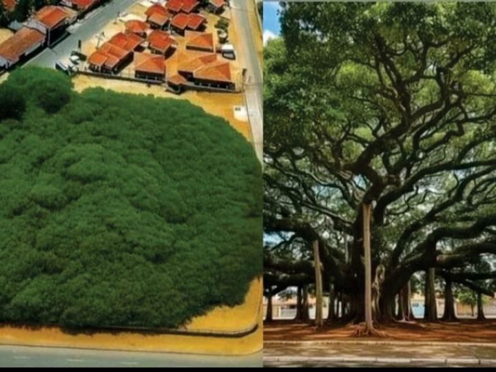 Stablo koje izgleda kao šuma: brazilski div koji je prerastao gradski blok