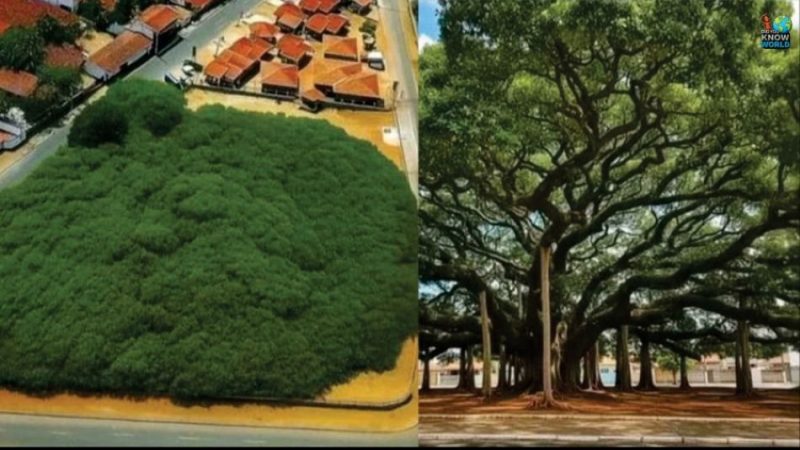 Stablo koje izgleda kao šuma: brazilski div koji je prerastao gradski blok