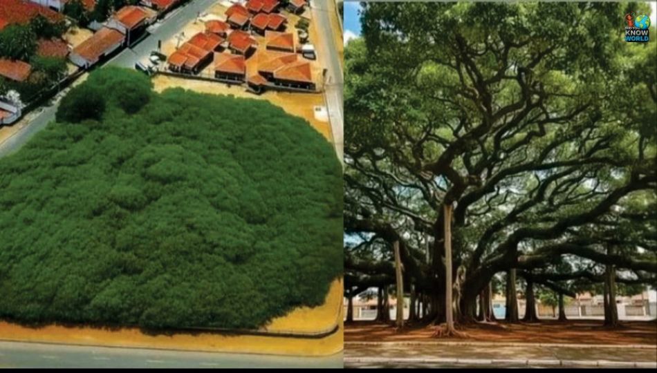 Stablo koje izgleda kao šuma: brazilski div koji je prerastao gradski blok