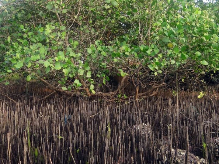 Mangrove šume se izvanredno regeneriraju