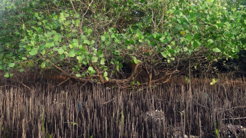 Mangrove šume se izvanredno regeneriraju