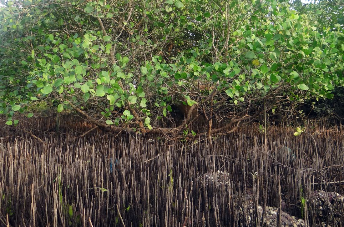 Mangrove šume se izvanredno regeneriraju