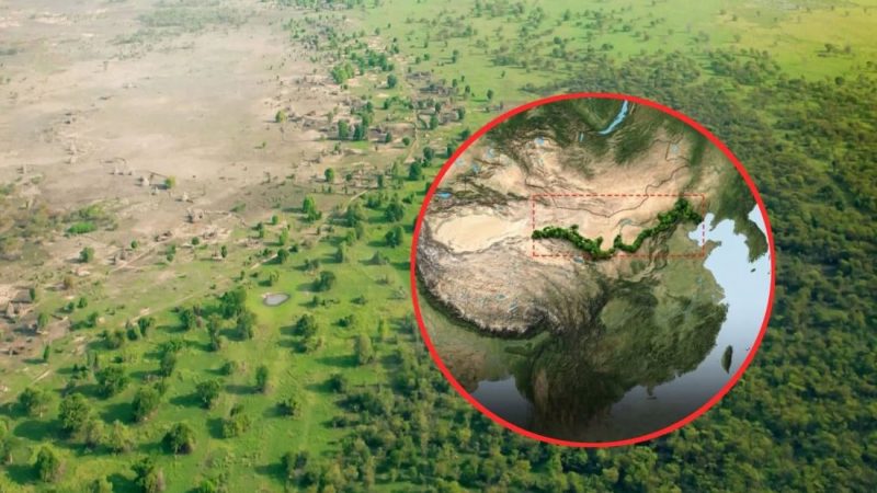 Kina sadi gotovo 100 milijardi stabala