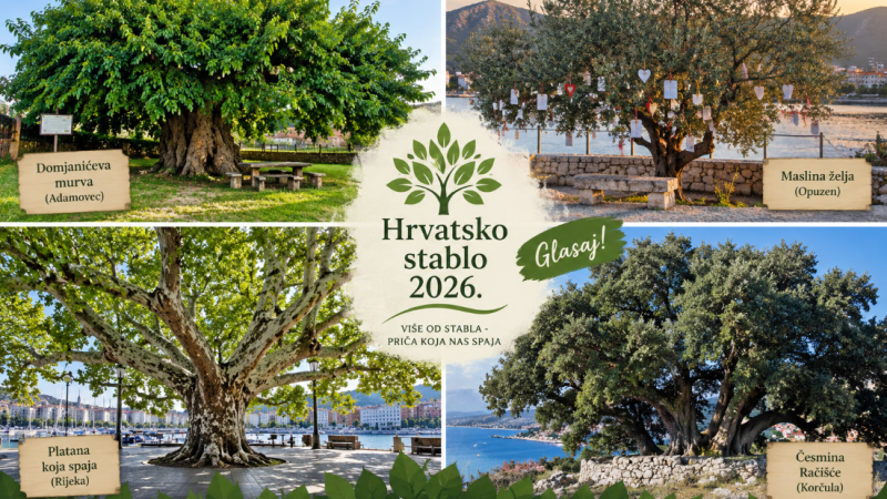 Glasaj za Hrvatsko stablo 2026. godine